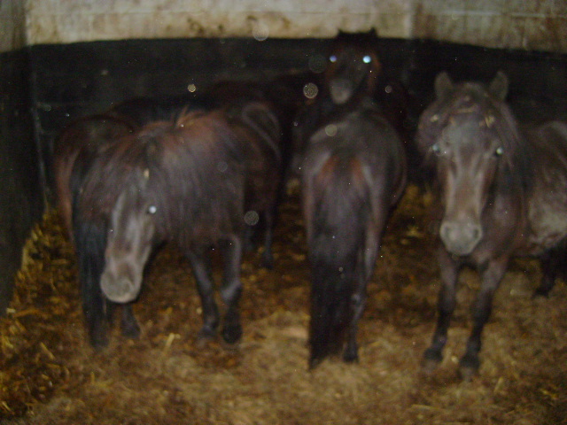 30 shets mâles de 75 à 200e [BELGIQUE] 01710