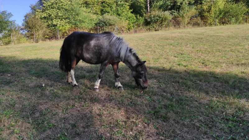 PRUNELLE - ONC poney née en 1986  - adoptée en octobre 2012 par Prosper - Page 4 11865011