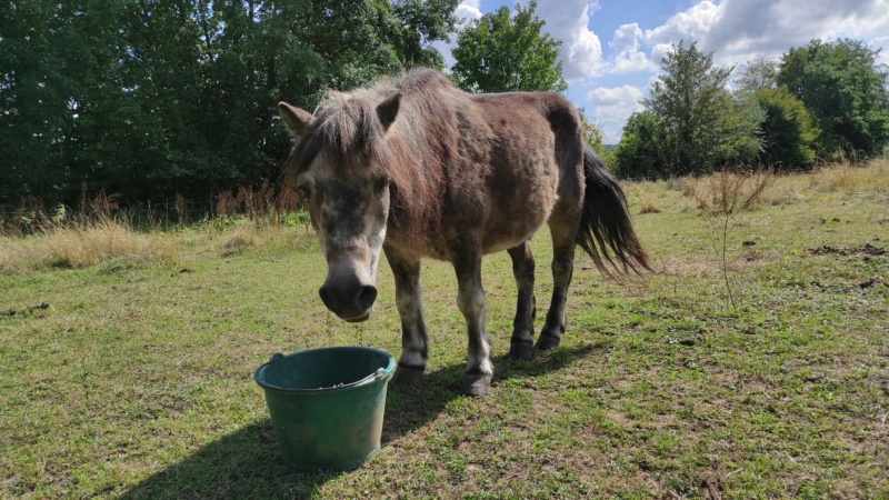 OURAGAN - Poney Shetland né en 1991 - adopté en juillet 2009 par malik70 - Page 2 11876911