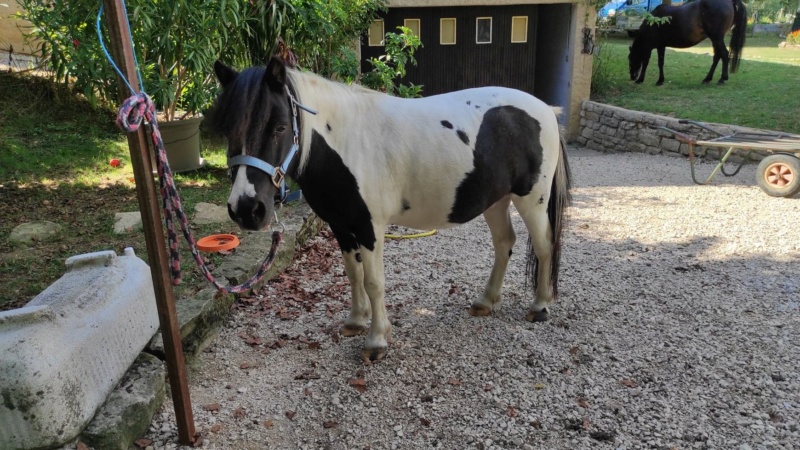 JINGER - ONC poney né en 2000 - adopté en octobre 2019 par Michèle 11877710