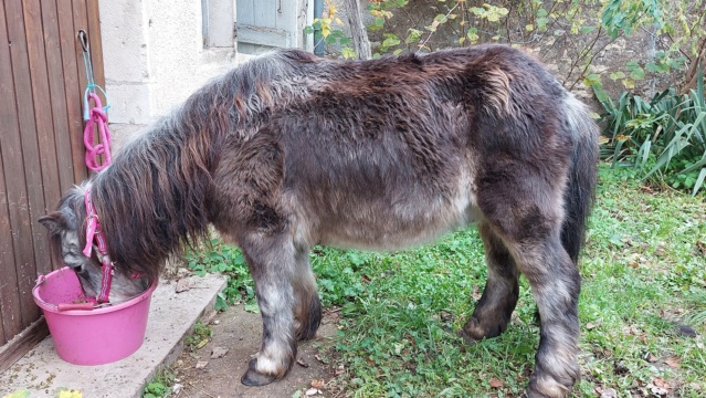 OURAGAN - Poney Shetland né en 1991 - adopté en juillet 2009 par malik70 - Page 2 20211131