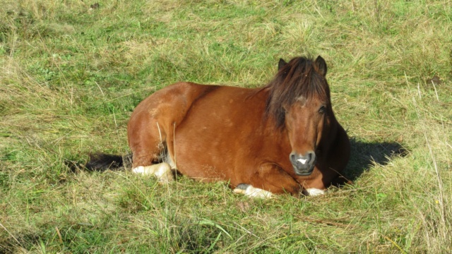 ECLAIRE - ONC poney née en 2005 - Adoptée en février 2022 par Alizée 24581610
