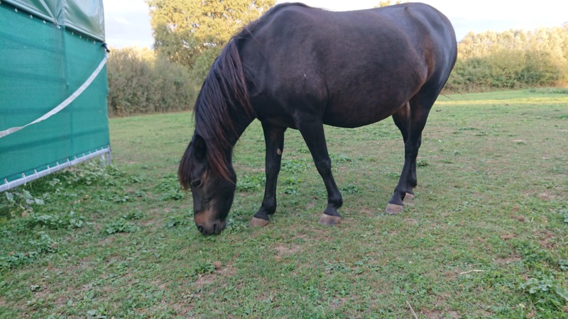 SIDONIE - ONC Poney née en 2006 - Adoptée en décembre 2018 par Michele 70261311