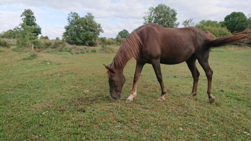 FLEUR DES CHAMPS - SF née en 1993 - adoptée en juillet 2009 par Françoise - Page 3 70390010