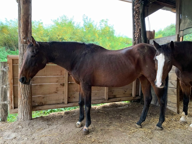  MOLLY DANCE - PS née en 1995 - adoptée en août 2015 par Claudia 77193510