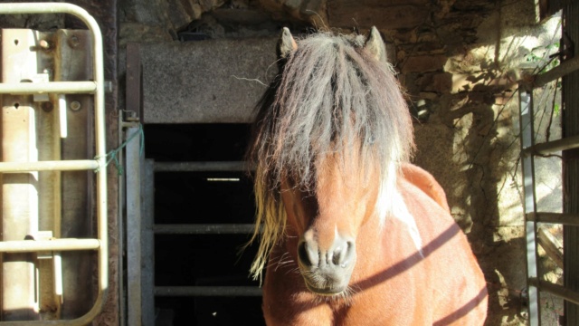 (87) DIEGO - ONC poney né en 2010 - A PARRAINER Diego10