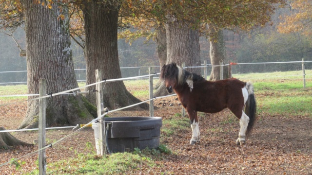 (87) DIEGO - ONC poney né en 2010 - A PARRAINER Diego12