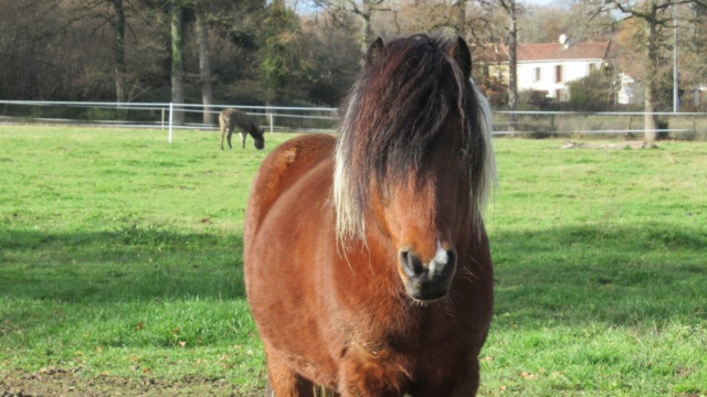diego - DIEGO - ONC poney né en 2010 - adopté en mai 2022 par Gwendoline Diego13
