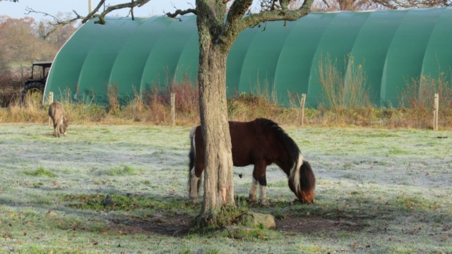 (87) DIEGO - ONC poney né en 2010 - A PARRAINER Diego14