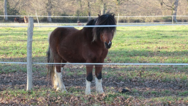 DIEGO - ONC poney né en 2010 - adopté en mai 2022 par Gwendoline Diego15