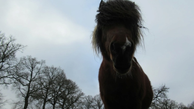 (87) DIEGO - ONC poney né en 2010 - A PARRAINER Diego16