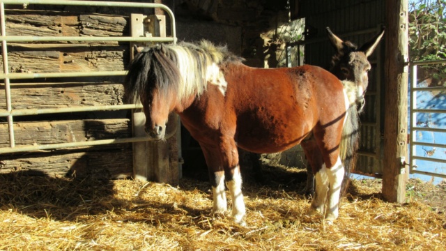 DIEGO - ONC poney né en 2010 - adopté en mai 2022 par Gwendoline Diego210