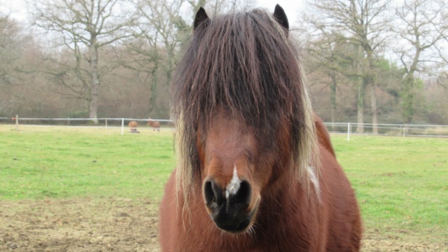 (87) DIEGO - ONC poney né en 2010 - A PARRAINER Diego214