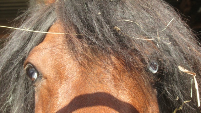 DIEGO - ONC poney né en 2010 - adopté en mai 2022 par Gwendoline Diego410