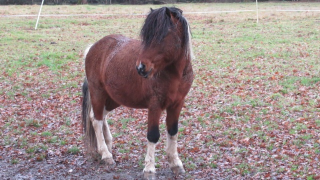 DIEGO - ONC poney né en 2010 - adopté en mai 2022 par Gwendoline Diego411