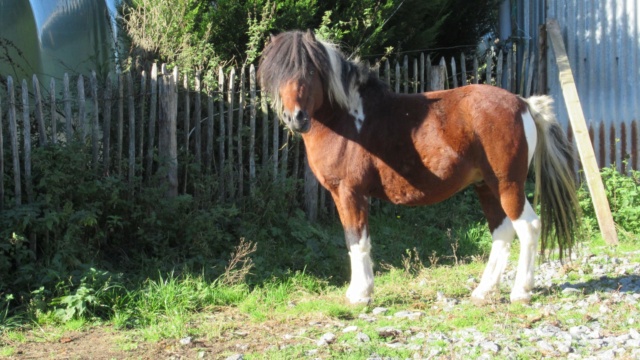 (87) DIEGO - ONC poney né en 2010 - A PARRAINER Diego610