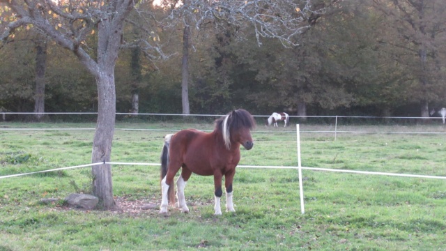 (87) DIEGO - ONC poney né en 2010 - A PARRAINER Diego710