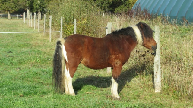 DIEGO - ONC poney né en 2010 - adopté en mai 2022 par Gwendoline Diego810