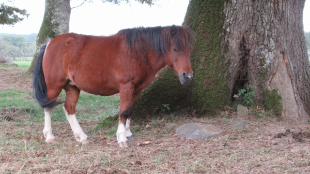 (87) ECLAIRE - ONC poney née en 2005 - A PARRAINER Eclair10