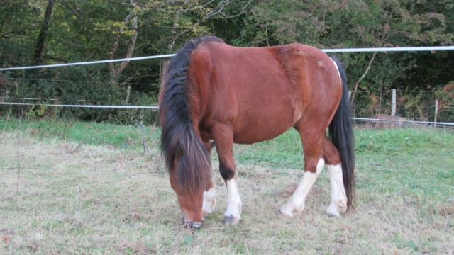 ECLAIRE - ONC poney née en 2005 - Adoptée en février 2022 par Alizée Eclair11