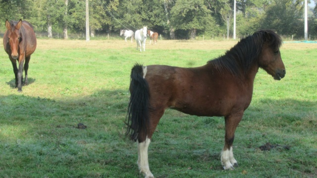 (87) ECLAIRE - ONC poney née en 2005 - A PARRAINER Eclair13