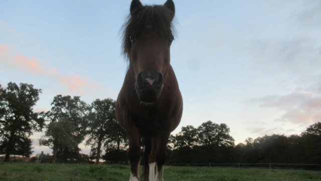 (87) ECLAIRE - ONC poney née en 2005 - A PARRAINER Eclair16