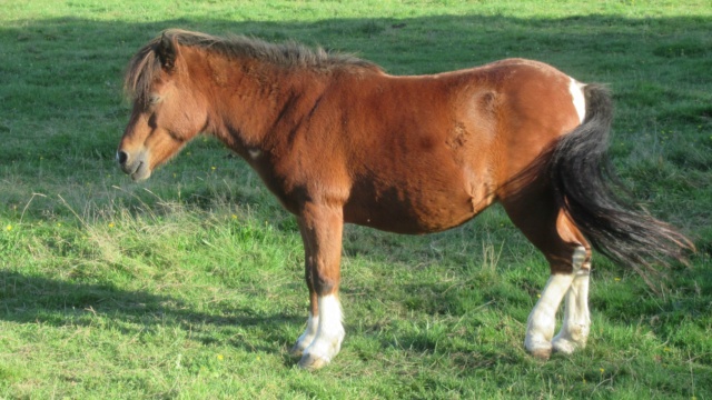 (87) ECLAIRE - ONC poney née en 2005 - A PARRAINER Eclair18