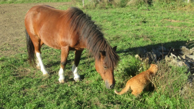 ECLAIRE - ONC poney née en 2005 - Adoptée en février 2022 par Alizée Eclair21