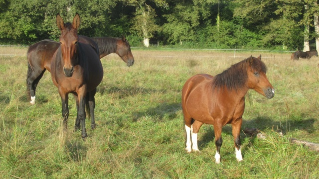 (87) ECLAIRE - ONC poney née en 2005 - A PARRAINER Eclair23