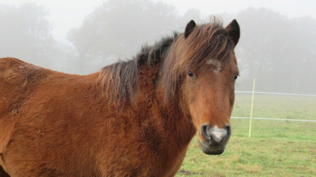 ECLAIRE - ONC poney née en 2005 - Adoptée en février 2022 par Alizée Eclair27