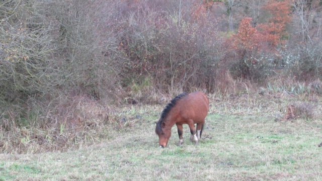 ECLAIRE - ONC poney née en 2005 - Adoptée en février 2022 par Alizée Eclair28