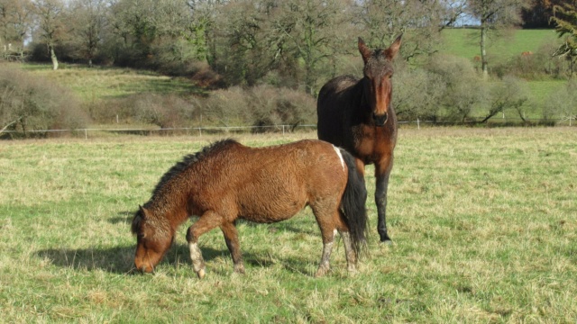 (87) ECLAIRE - ONC poney née en 2005 - A PARRAINER Eclair30