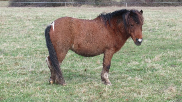 ECLAIRE - ONC poney née en 2005 - Adoptée en février 2022 par Alizée Eclair31