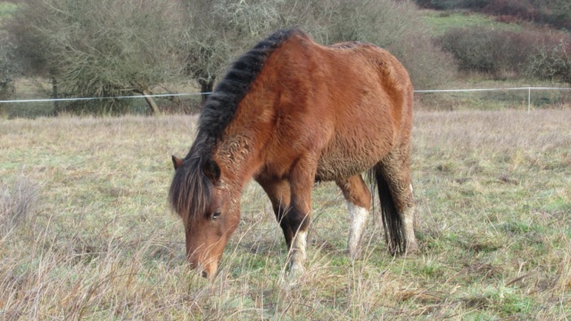 (87) ECLAIRE - ONC poney née en 2005 - A PARRAINER Eclair32