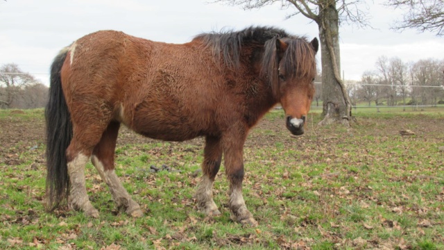 ECLAIRE - ONC poney née en 2005 - Adoptée en février 2022 par Alizée Eclair33