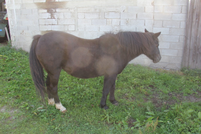 HAVANE - OI poney  née en 1995 - adoptée en mars 2014 par dona carlota - Page 3 Img_2414