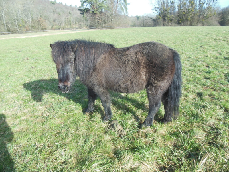 KERCY - ONC poney née en 1992 - adoptée en novembre 2013 par Sarah Kercy10