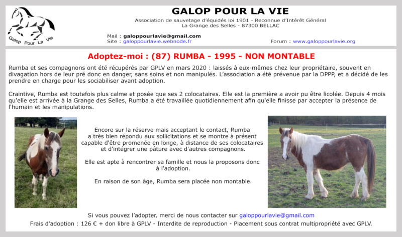 RUMBA - ONC Poney née en 1995 - adoptée en décembre 2020 par Francis Rumbav10