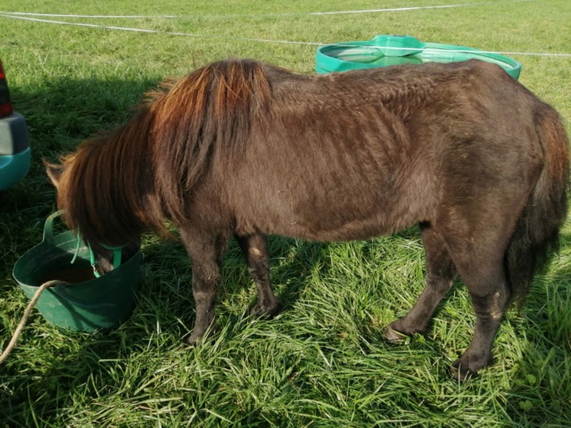 KERCY - ONC poney née en 1992 - adoptée en novembre 2013 par Sarah Whats196