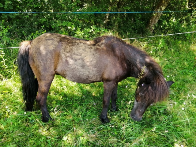 KERCY - ONC poney née en 1992 - adoptée en novembre 2013 par Sarah Whatsa44