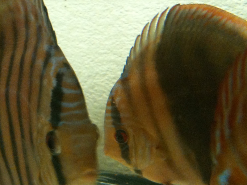 couleur discus ????? Img_0110