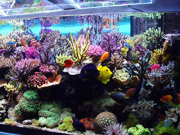 freshwater fish pets freshwater fish pets