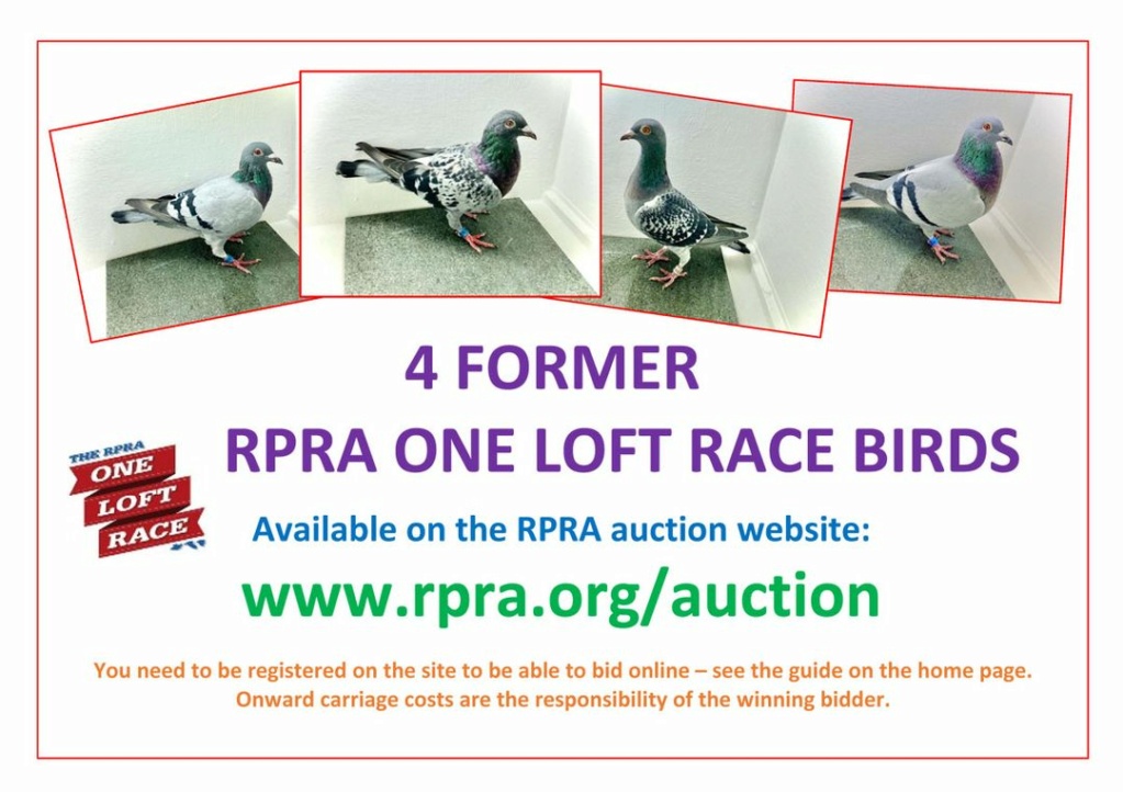 Former One Loft Birds Rpra_a12
