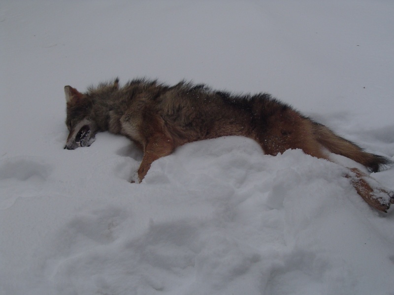 fin de ma saison de trappe du coyote Dsc05410