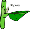 Je veux bien essayer d'identifier mais... que faut-il regarder ??? Stipul10