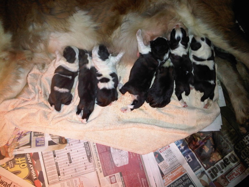 Puppies Born Img00210
