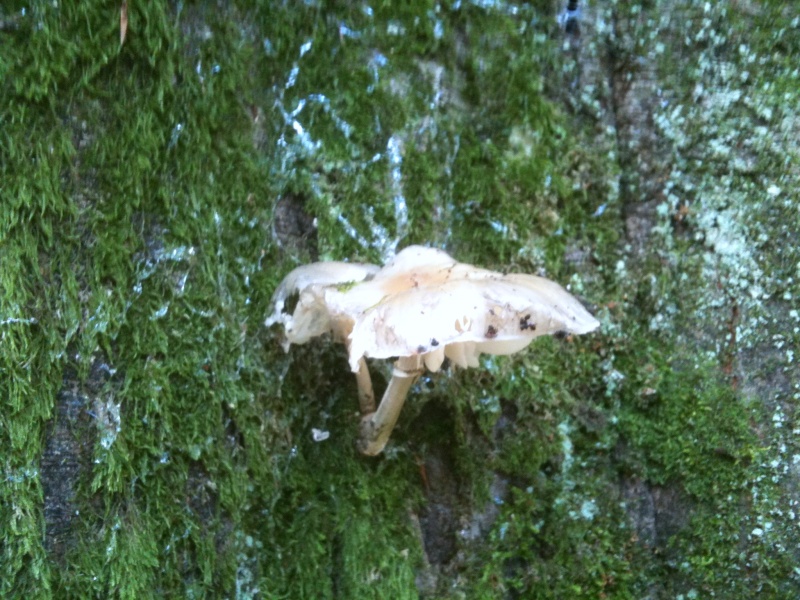 Randonnée aux champignons à Samois le 26/09/2010   Img_0814