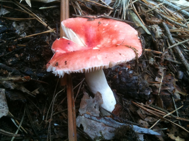 Randonnée aux champignons à Samois le 26/09/2010   Img_0816