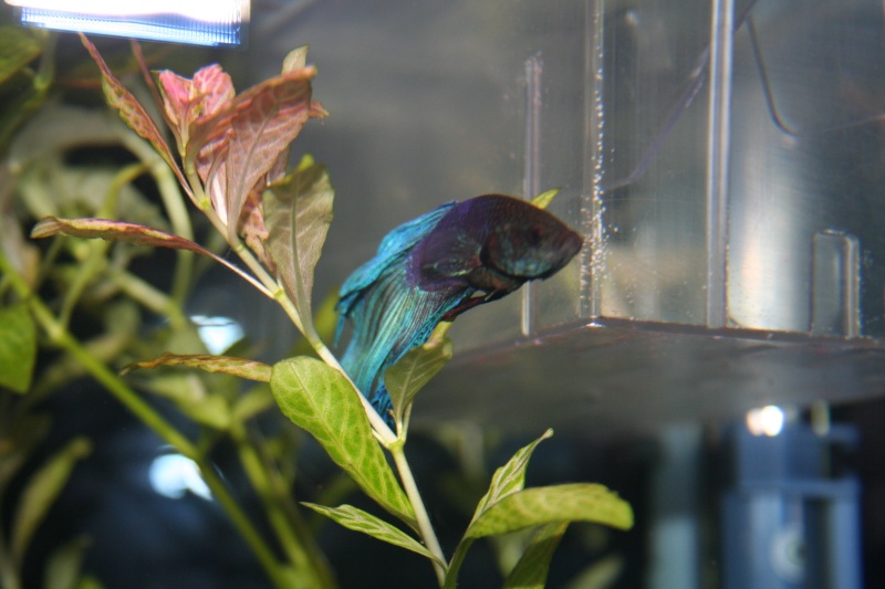 Aide identification Bettas Img_1411