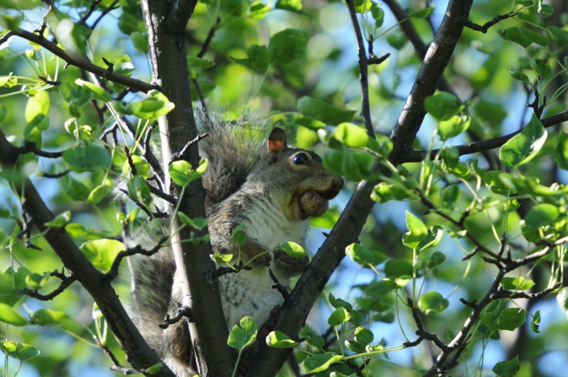 Plein la bouche !!! Dsc_4510